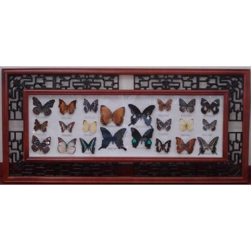 Gift Animal Butterfly  4/ctn 17"x36" 